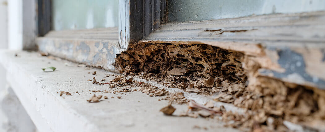 Termite damage