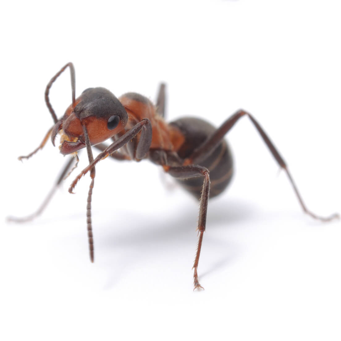 ant