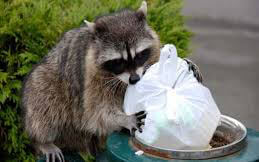 Racoon eating trash