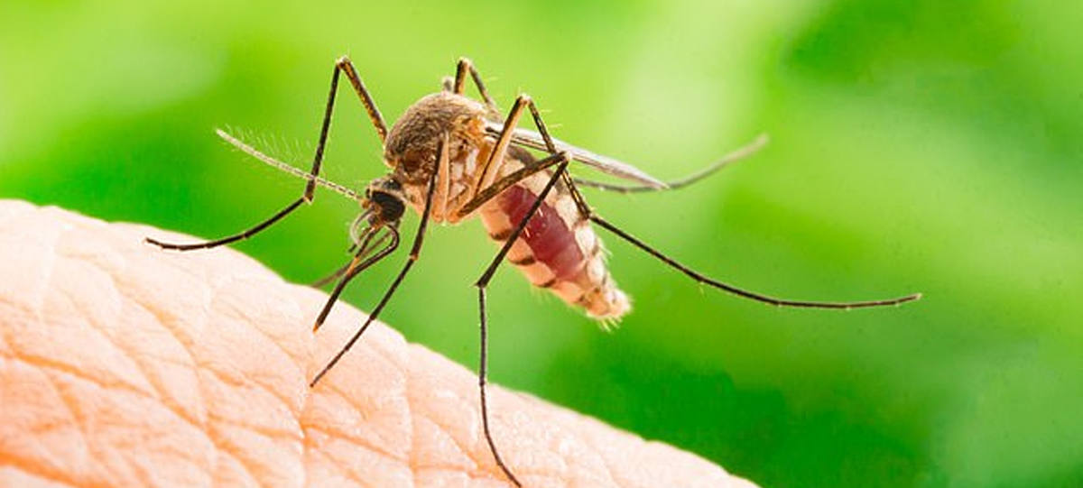 Mosquito Control