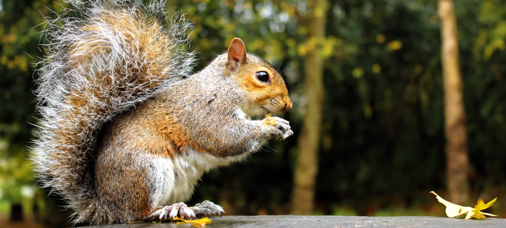 Squirrel