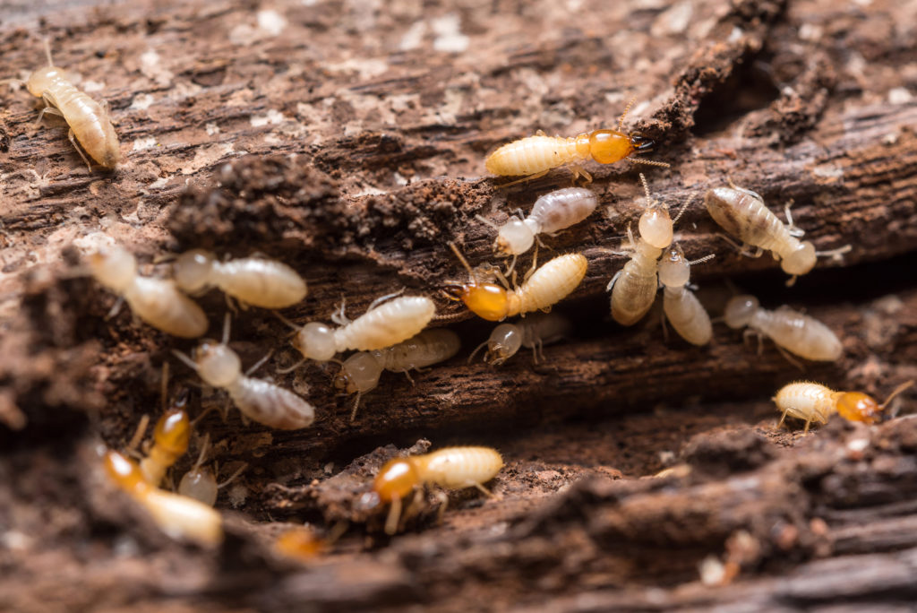 Termite eating wood